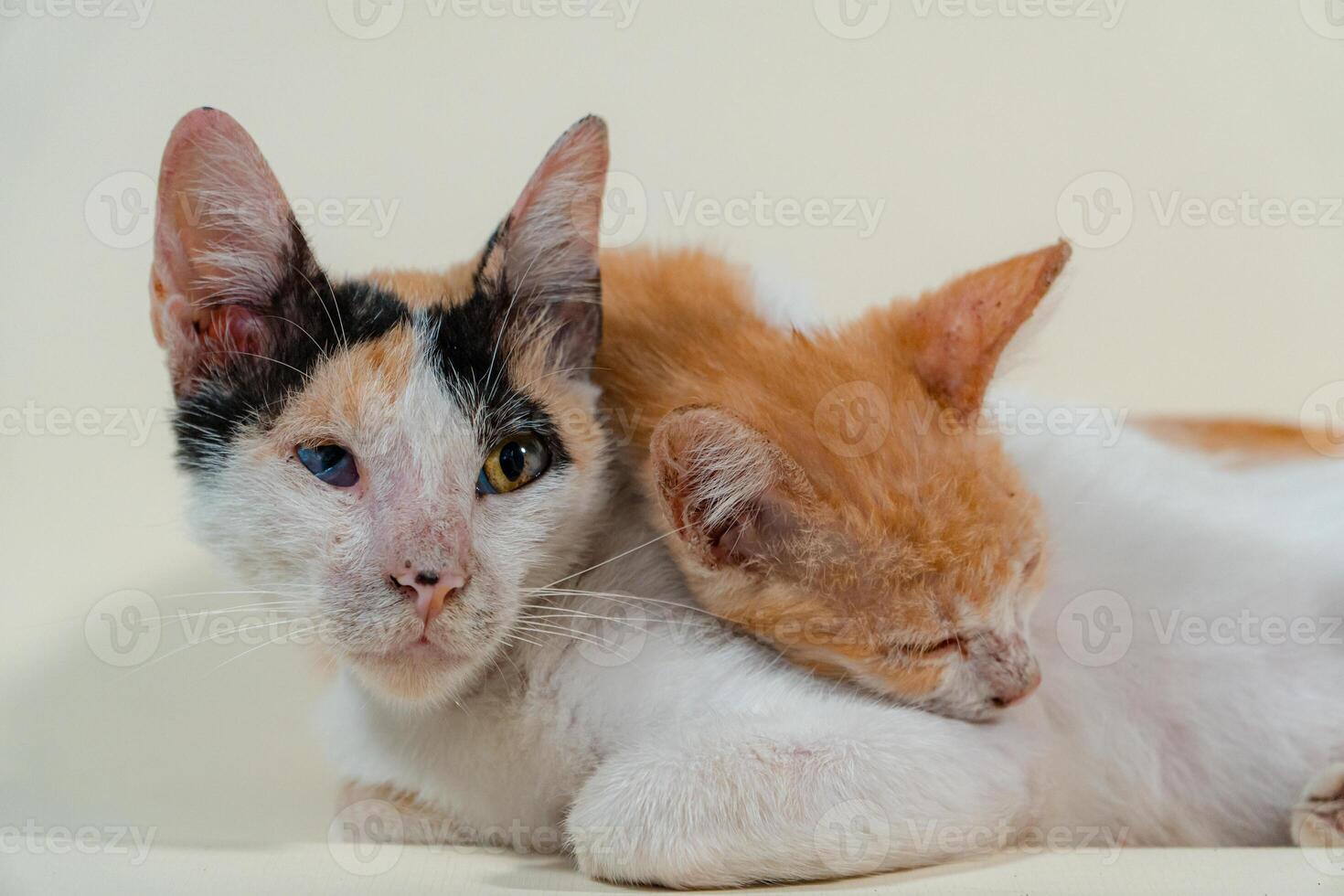 Close-up of a domestic kitten relaxing on a white background. The photo concept of an orange kitten posing lazily and leaning against its mother, looks very relaxed and cute