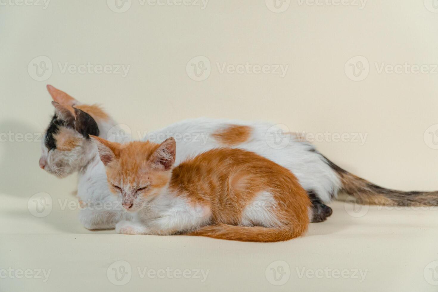 Close-up of a domestic kitten relaxing on a white background. The photo concept of an orange kitten posing lazily and leaning against its mother, looks very relaxed and cute