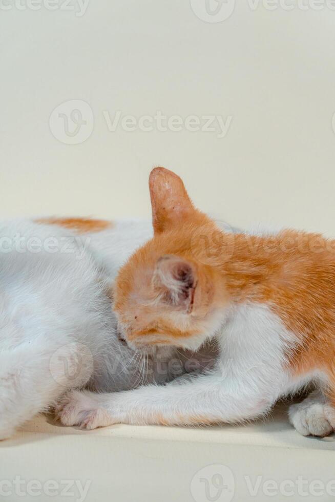 Close-up of a domestic kitten relaxing on a white background. The photo concept of an orange kitten posing lazily and leaning against its mother, looks very relaxed and cute