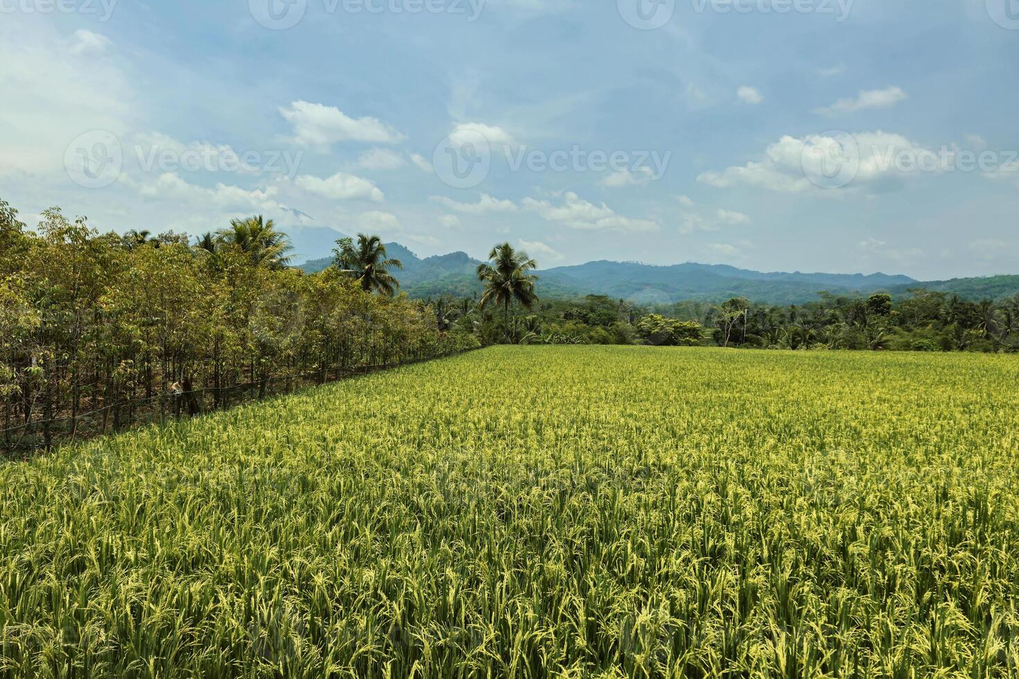 A very large rice field area with a backdrop of hills and trees on a sunny day. green rice fields in a beautiful and calm village with a blue sky as a background, so beautiful and peaceful photo