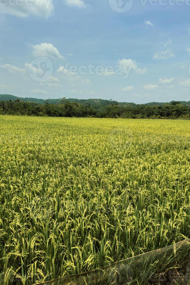 A very large rice field area with a backdrop of hills and trees on a sunny day. green rice fields in a beautiful and calm village with a blue sky as a background, so beautiful and peaceful photo