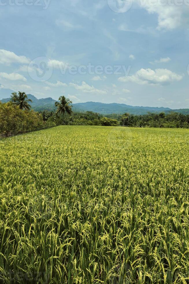 A very large rice field area with a backdrop of hills and trees on a sunny day. green rice fields in a beautiful and calm village with a blue sky as a background, so beautiful and peaceful photo
