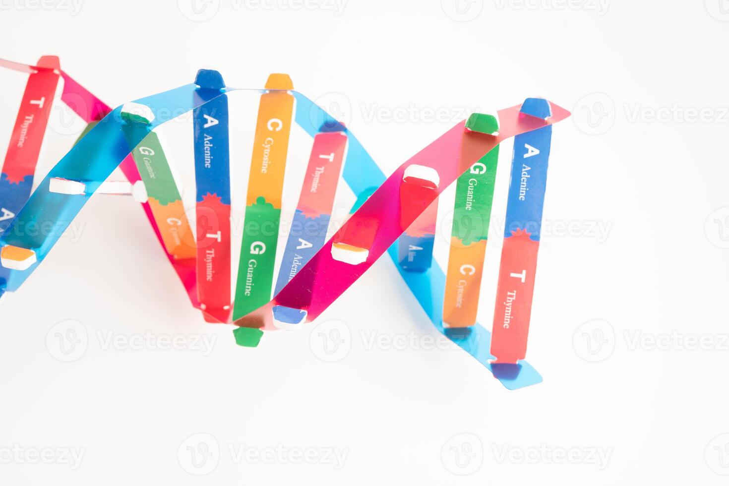 DNA molecule spiral structure model isolated on white background, chromosome and gene chemical science biology. photo