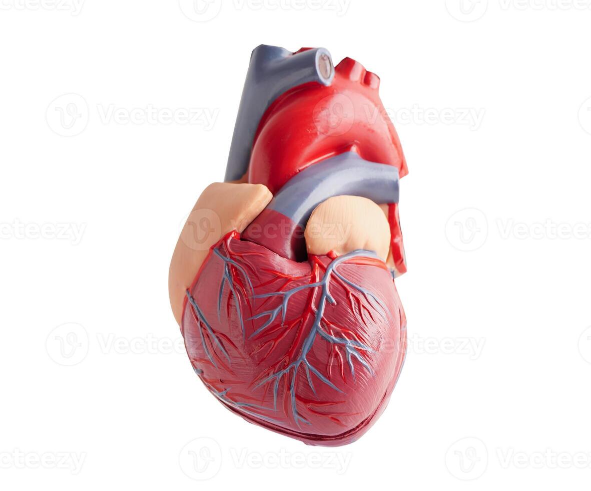 Heart human model isolated on white background with clipping path copy space, Cardiovascular disease CDV. photo