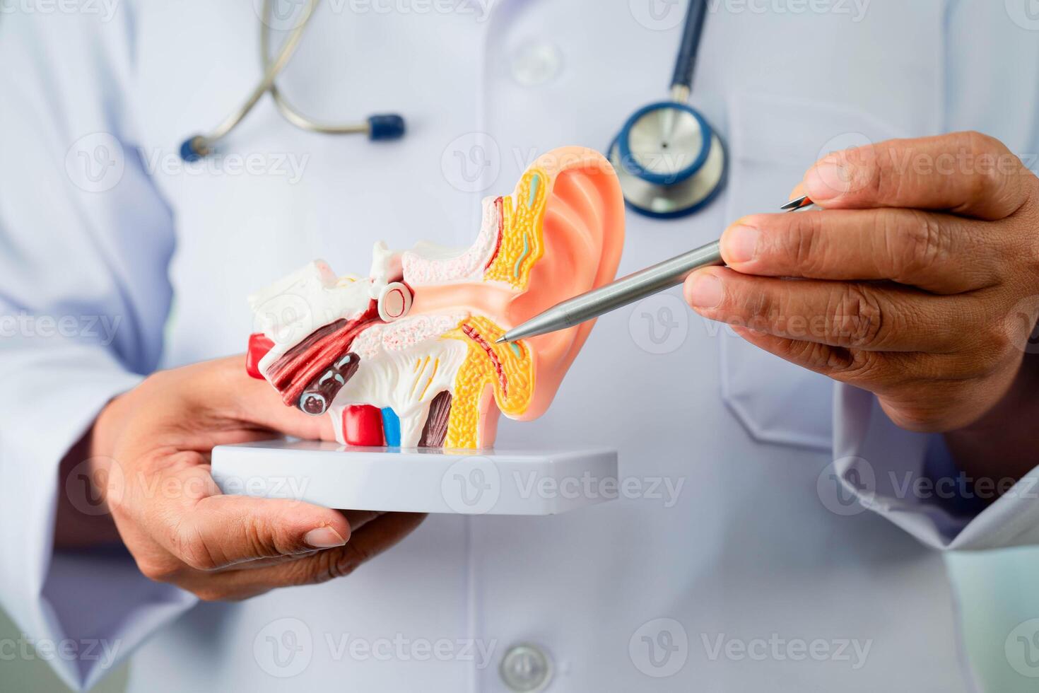 Asian doctor holding human ear model to learn and treat hearing loss in patient. photo