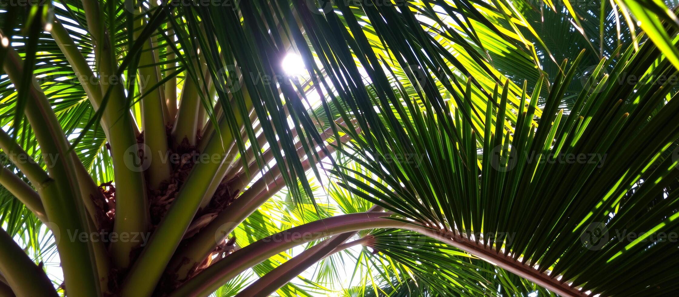 Sun Rays Through Palm Fronds photo