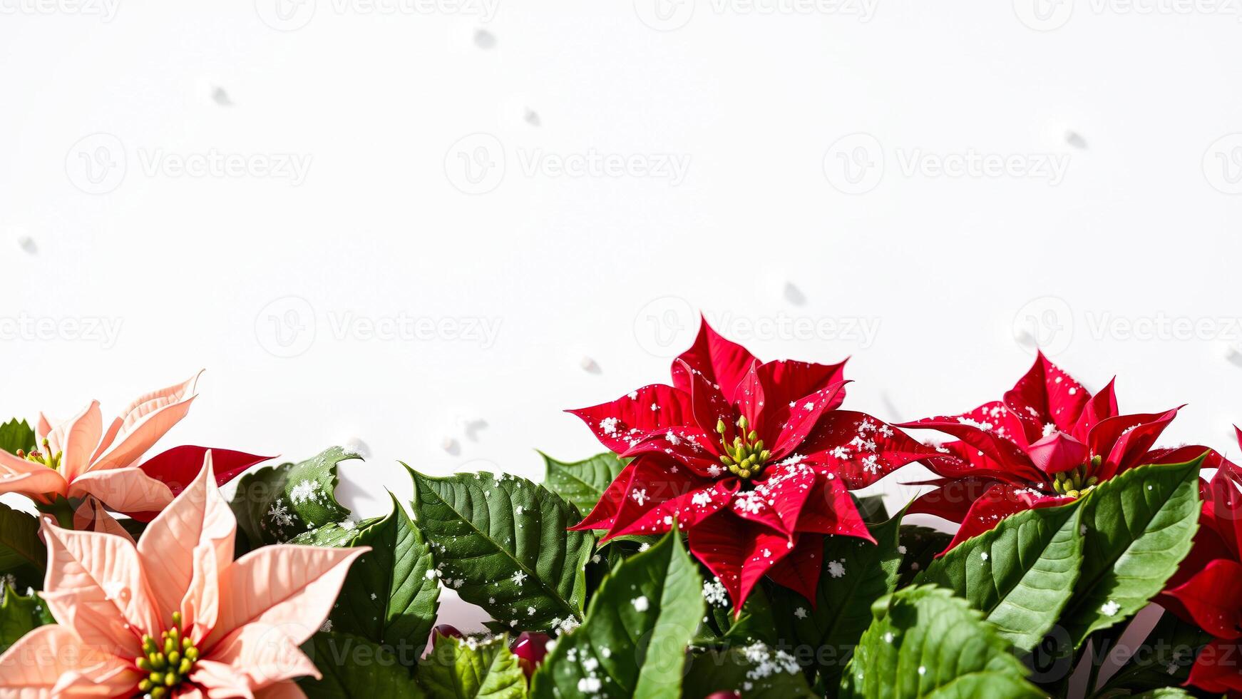 Festive Poinsettia Blooms with White Snowflakes photo