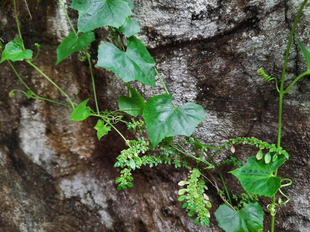 crawling plant on a wall photo