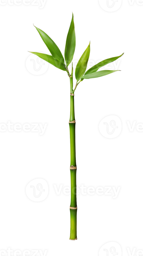 Bamboo Stem with Green Leaves on Transparent Background png