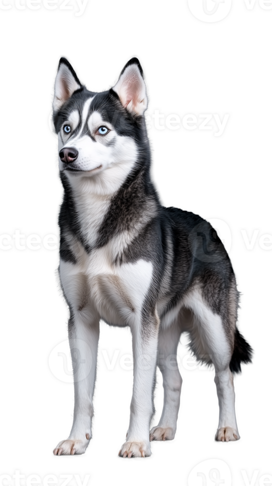 Siberian Husky Standing Proudly with Transparent Background png