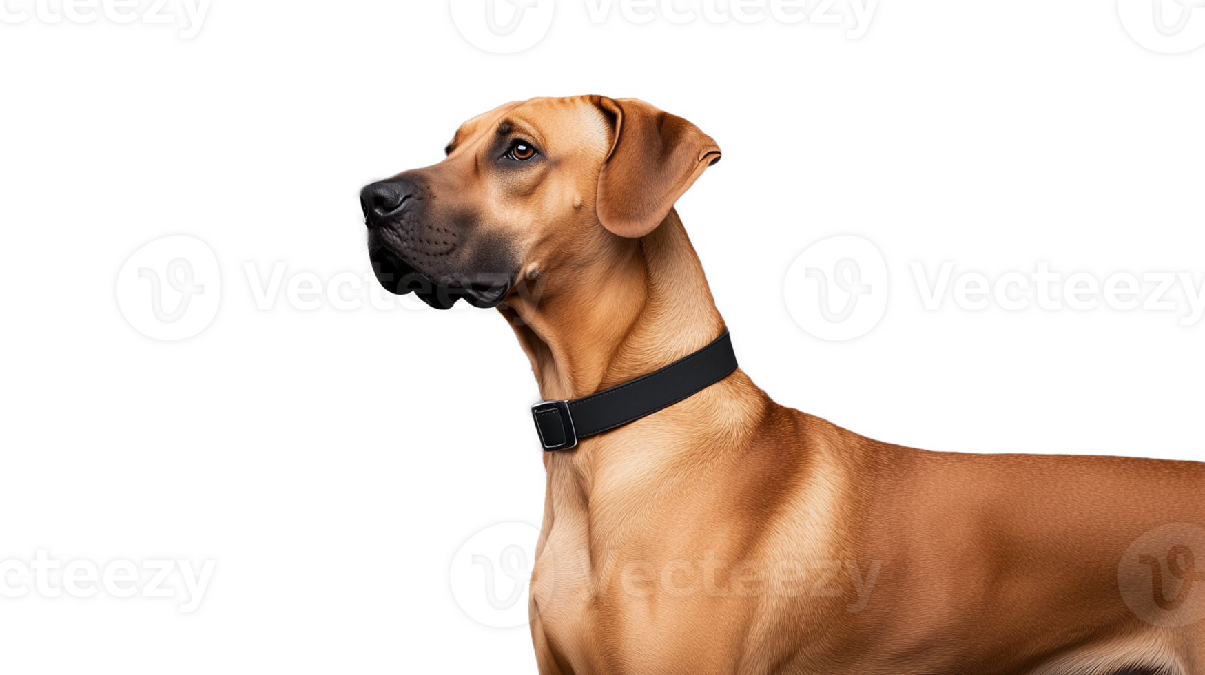 Elegant brown dog profile with collar on transparent background png