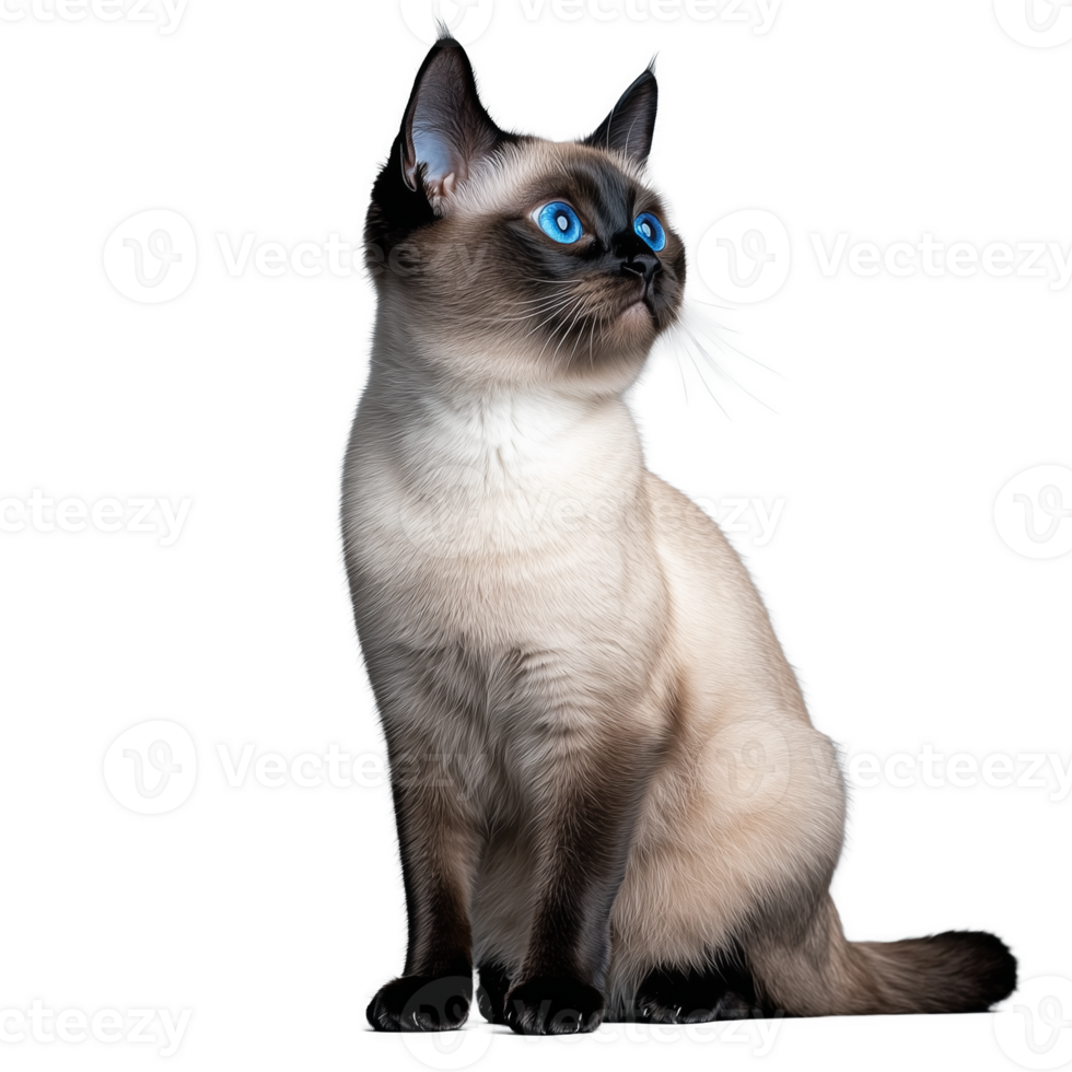 Siamese cat with striking blue eyes sitting elegantly on transparent background png