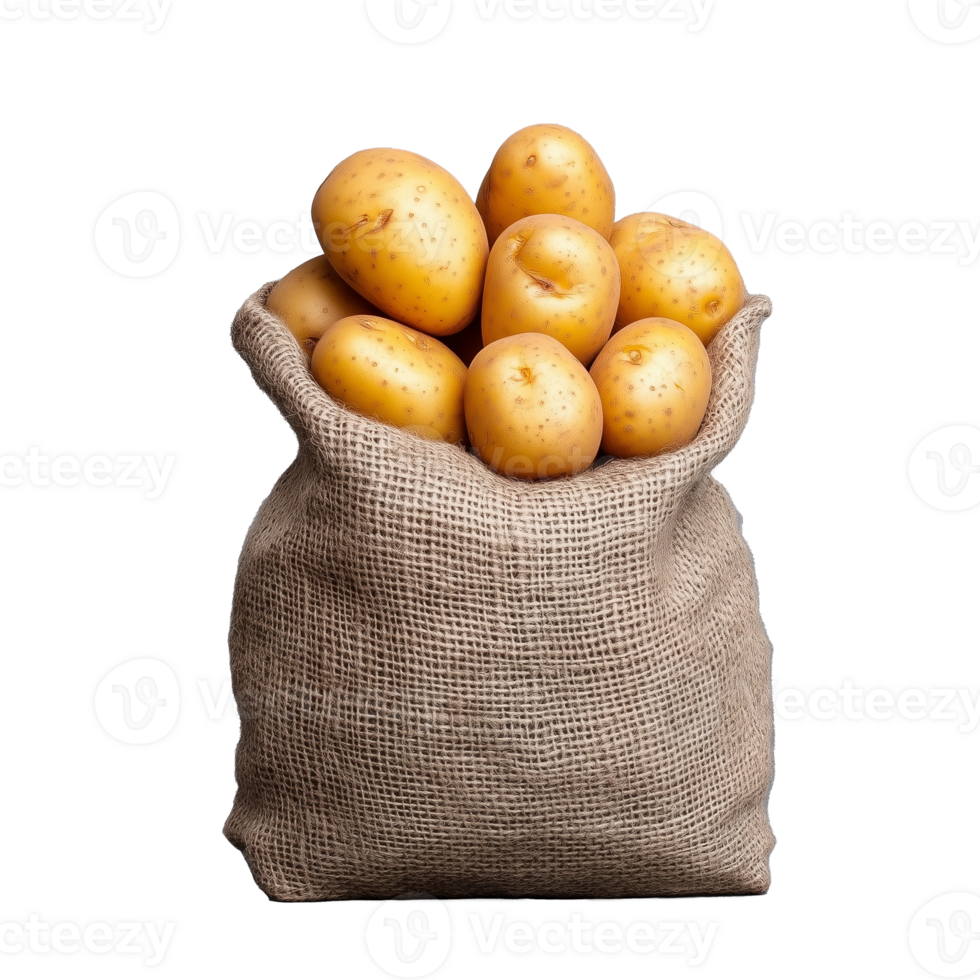 Freshly harvested golden potatoes in a burlap sack on transparent background png