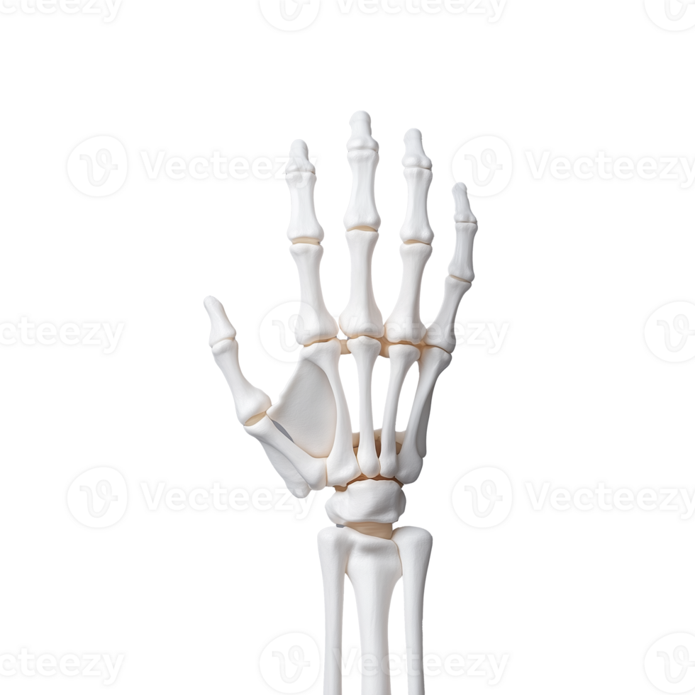 Anatomically accurate human hand skeleton model on transparent background png