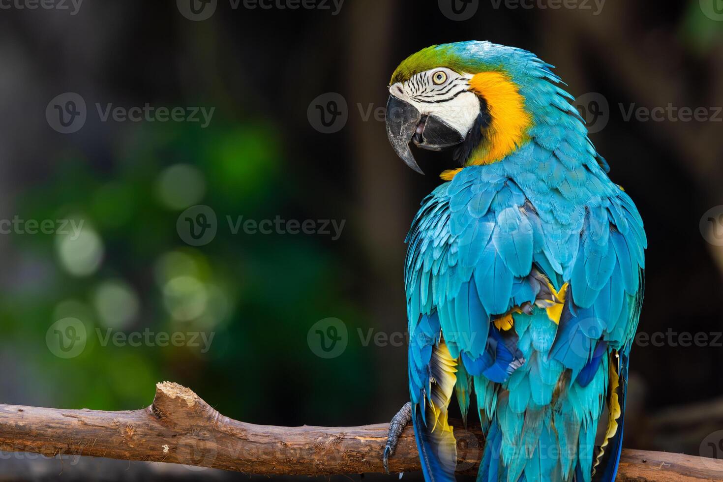 Happy bird, Macaw parrot bird smile catch on wood tree branch colorful tropical animal in the zoo. photo