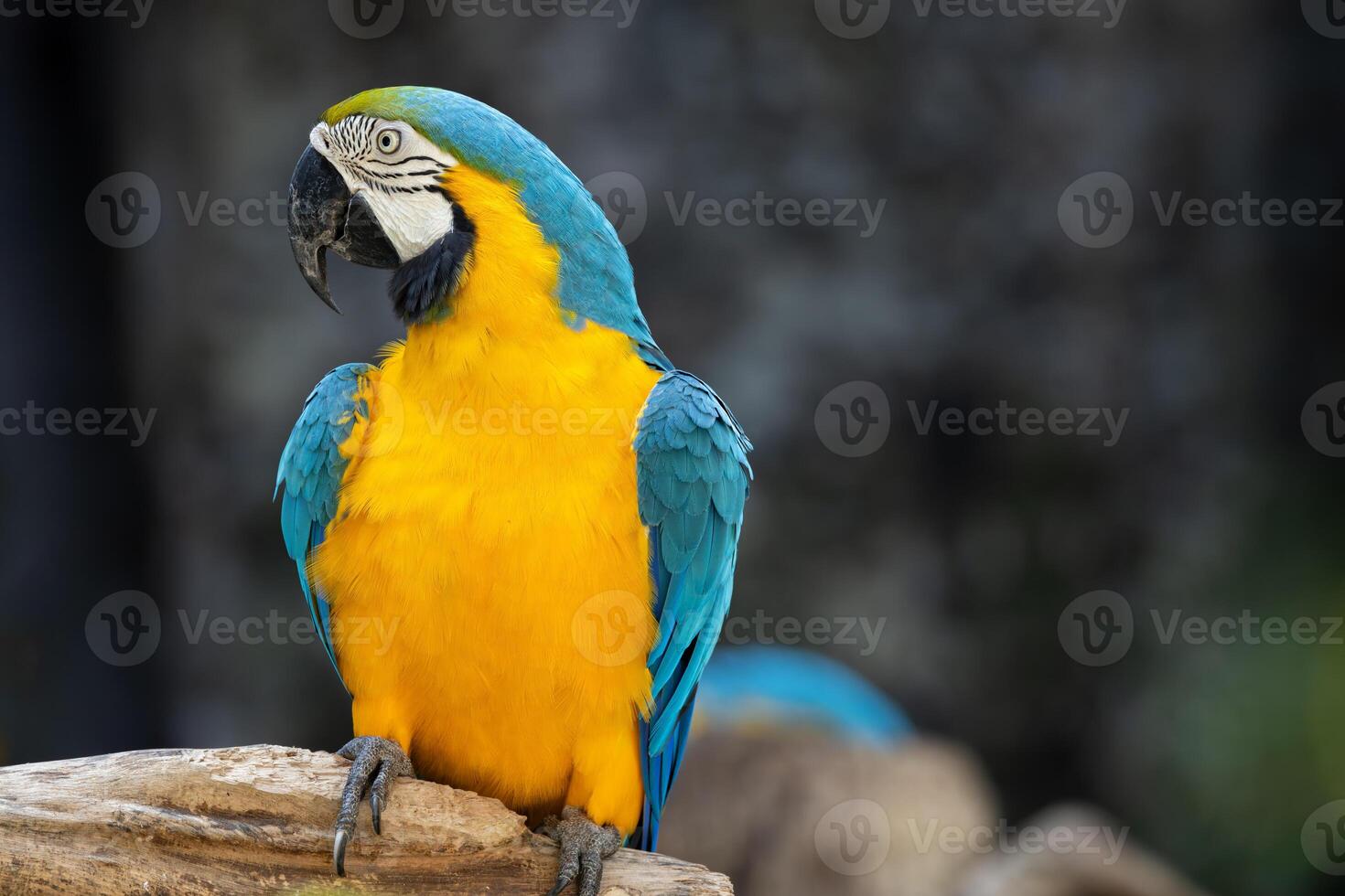 Happy bird, Macaw parrot bird smile catch on wood tree branch colorful tropical animal in the zoo. photo