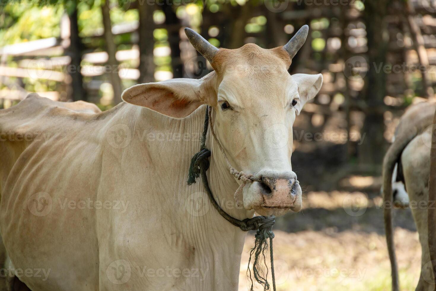 Southeast Asian native Thai cow cattle located in northern or Isaan countryside Thailand. photo