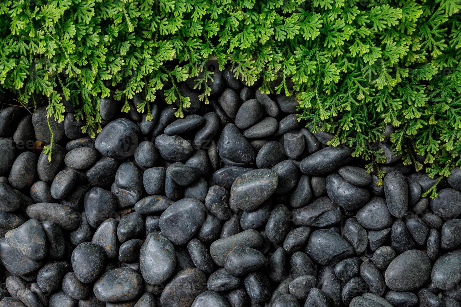 Black river rocks pebbles stone with green fern moss for nature background copy space for text. photo