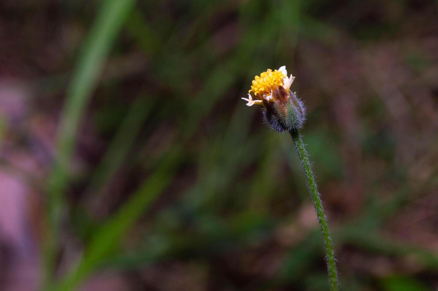 close up of Arnica discoidea flowers with blurred background photo