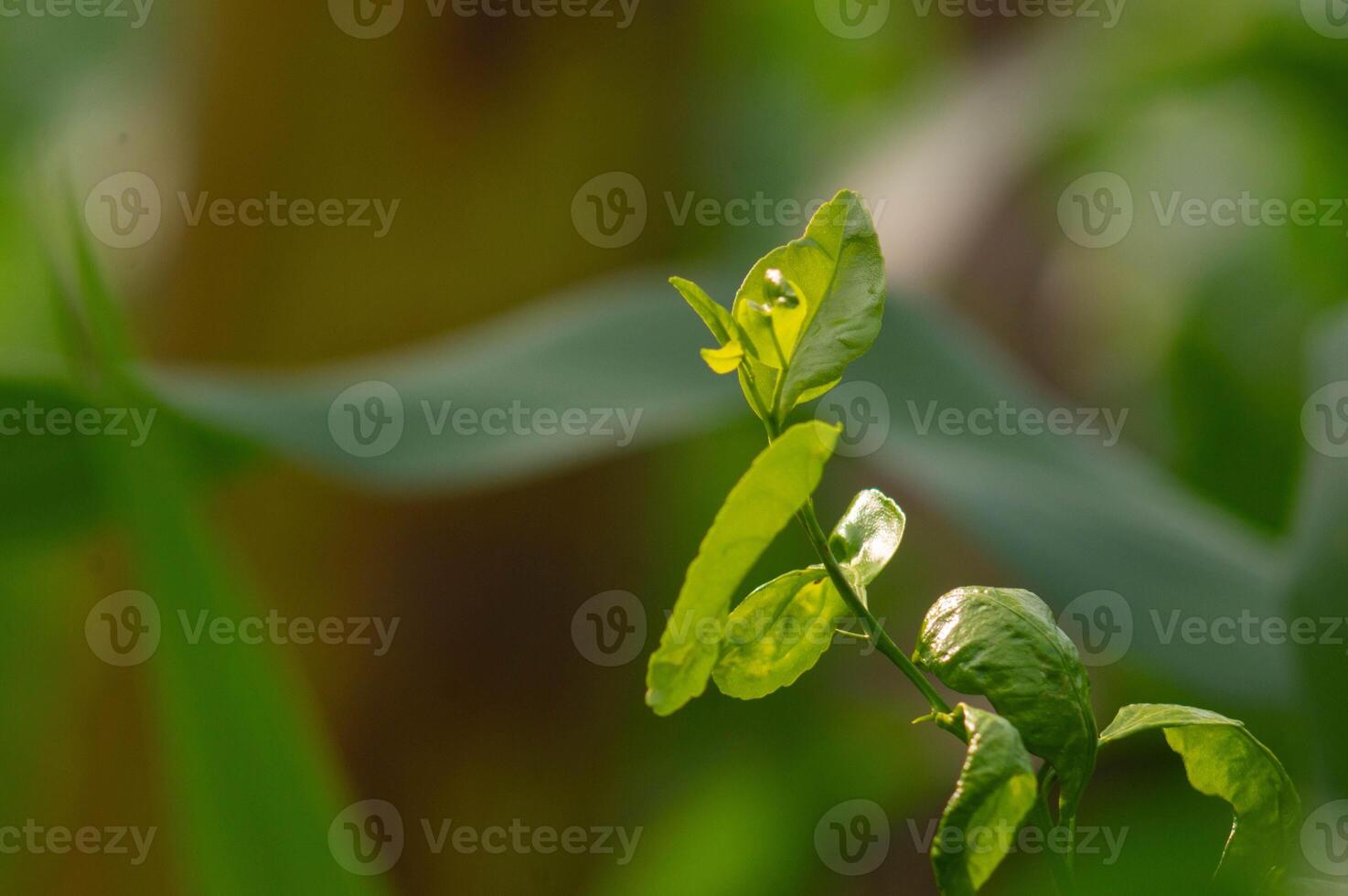 close up of citrus fruit plant leaves photo