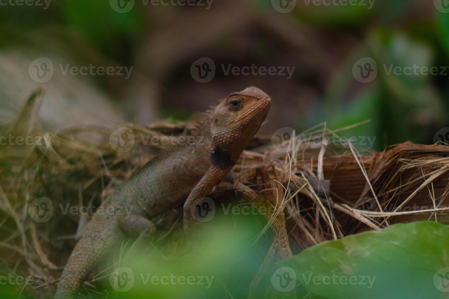 shot on wild calotes. -Calotes is a genus of lizards in the draconine clade of the family Agamidae. The genus contains 29 species. photo