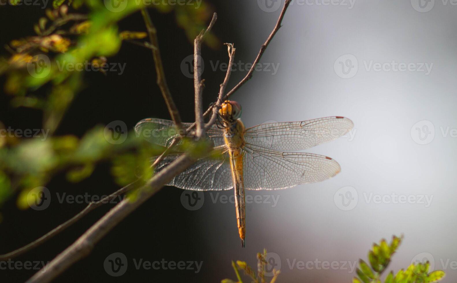 a dragonfly that lands on a dry branch photo