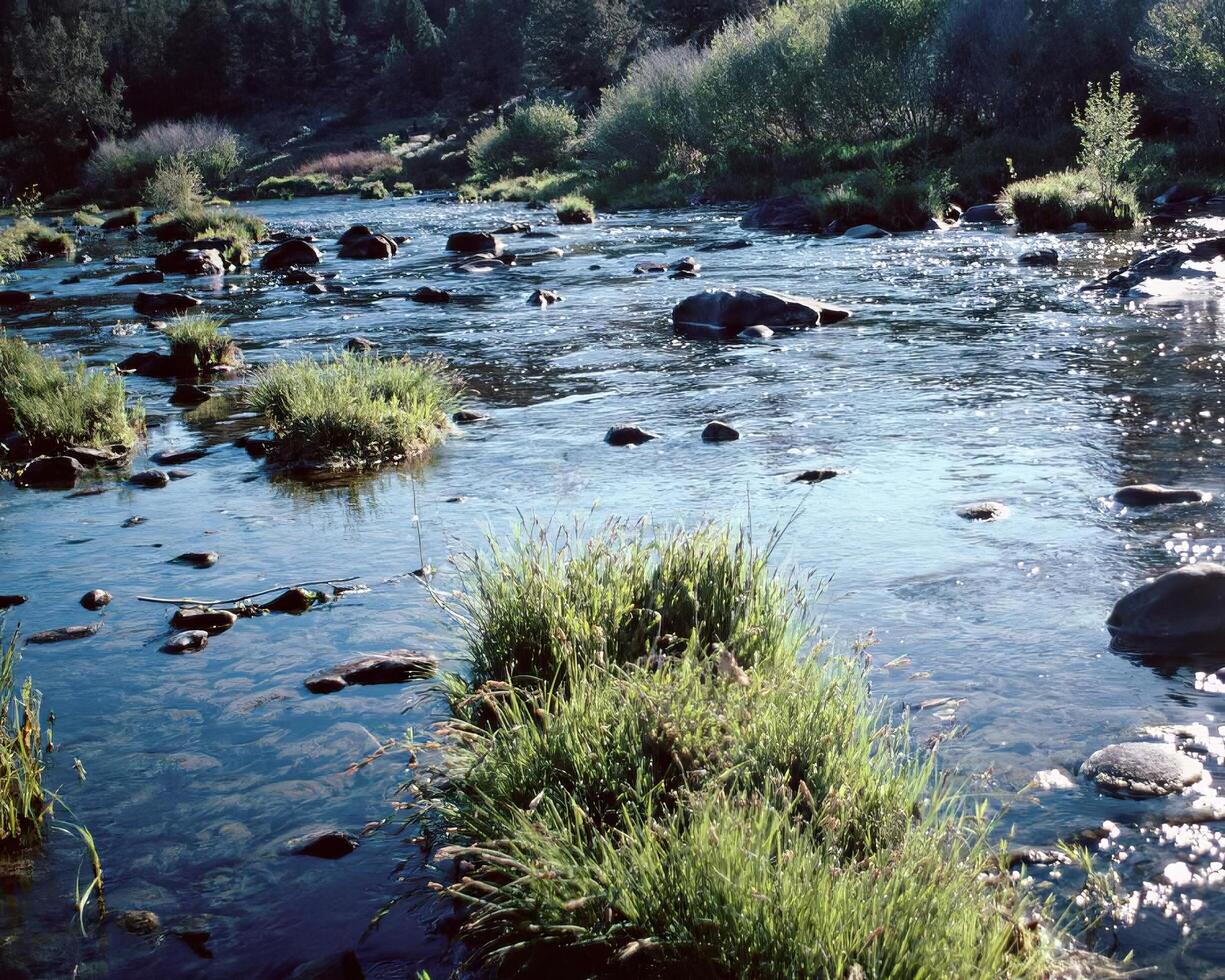 Tranquil Stream Surrounded by Lush Riparian Vegetation Under Glowing Sunlight photo