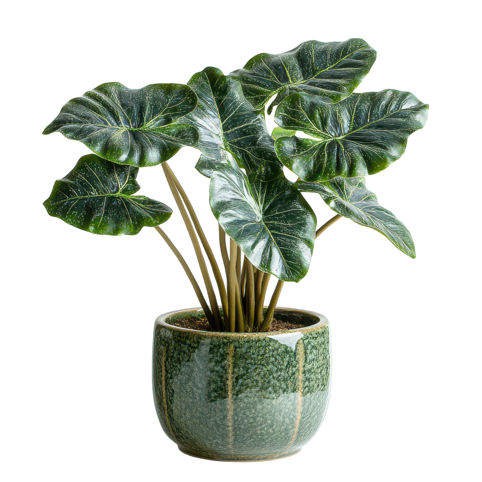 Alocasia plant in a ceramic pot showcasing lush green leaves in a bright indoor location, Alocasia plant displayed in ceramic potisolated on solid transparent background png