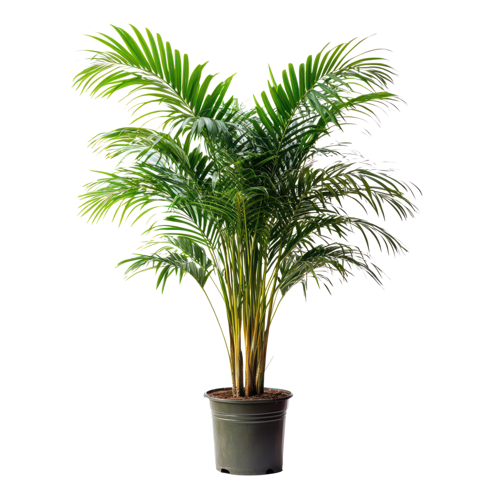 Lush areca palm tree in a black pot isolated on a transparent background, showcasing vibrant green foliage, Areca nutisolated on transparent background png