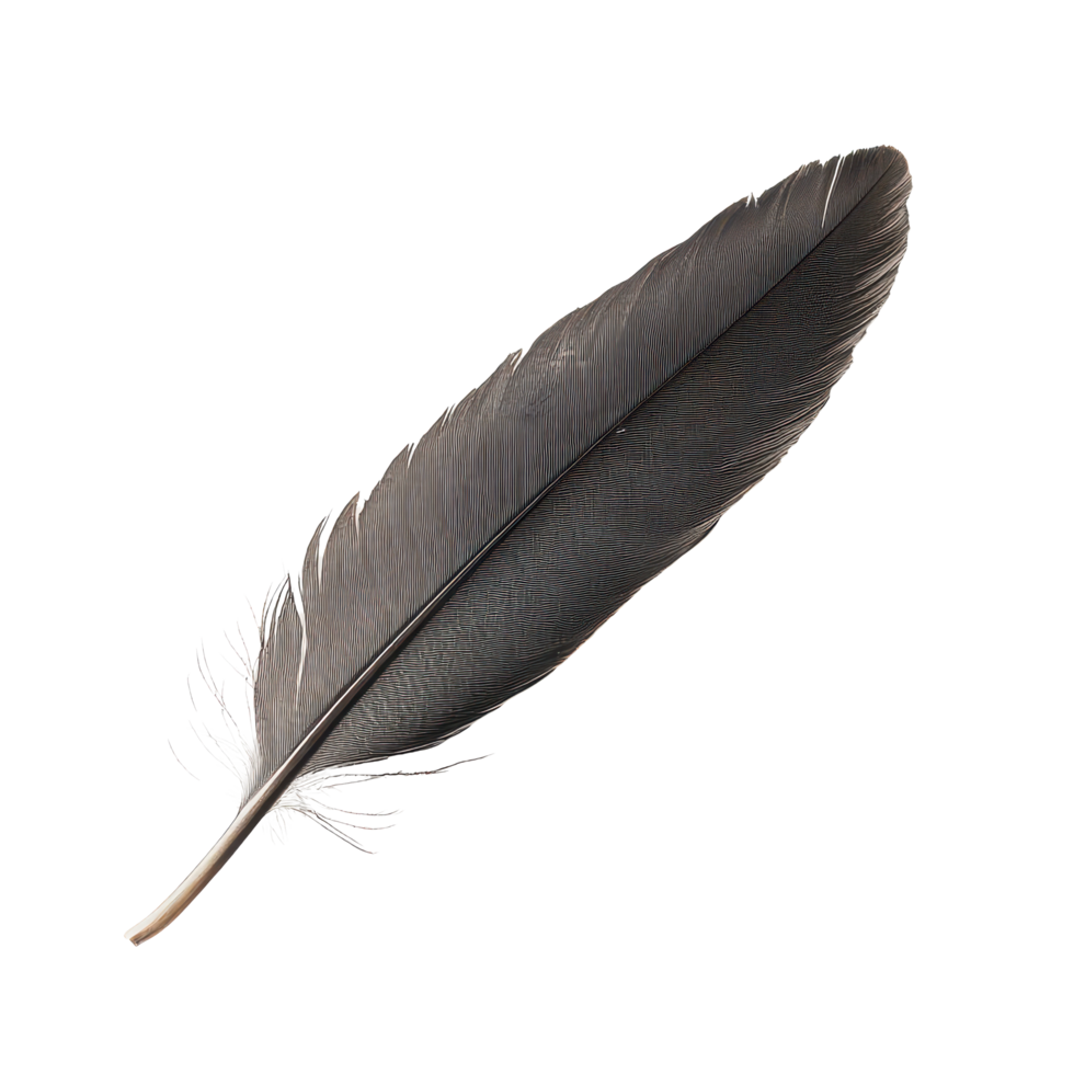 A single black bird feather resting on a clean transparent background captured for artistic study and nature exploration, A one brow bird feather, transparent background. png