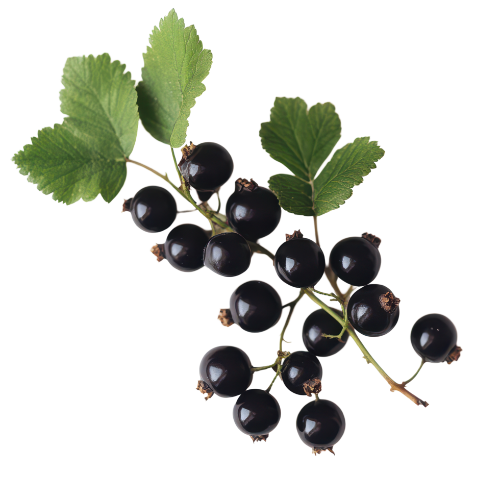 Bengal currant berries with green leaves arranged on a clean transparent background, Bengal Currant on transparent background png