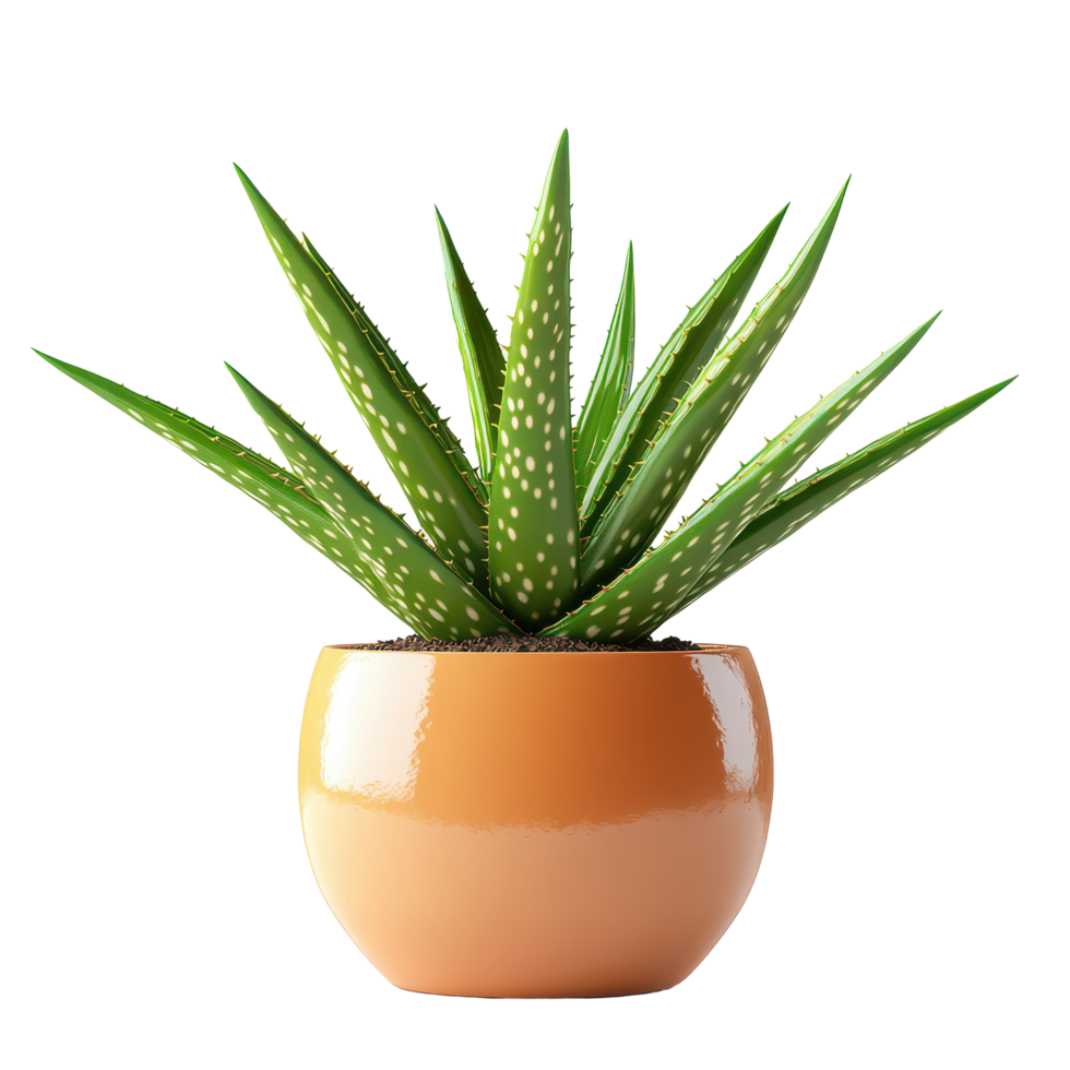 Aloe Vera plant thriving in an elegant ceramic pot, adding a touch of nature to contemporary interiors, Aloe Vera plant displayed in elegance ceramic pot isolated on solid transparent background png