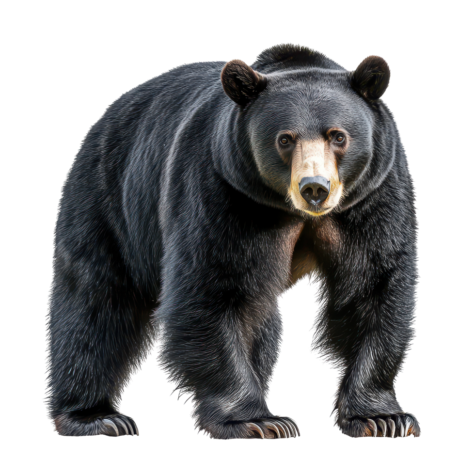 A striking black American bear stands majestically on a transparent background, showcasing its impressive form and features, Black American Bear on transparent background png