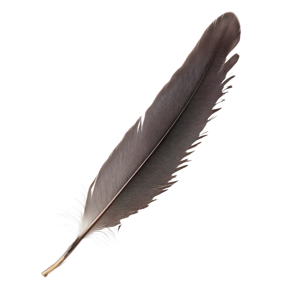 A captivating one-brow bird feather showcasing intricate patterns against a minimalist transparent background, A one brow bird feather, transparent background. png
