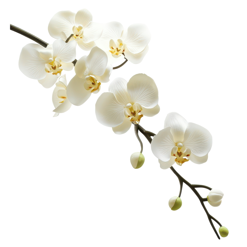 A delicate branch of orchid flowers and buds arranged elegantly on a light background, A branch of a orchid with flowers and buds png