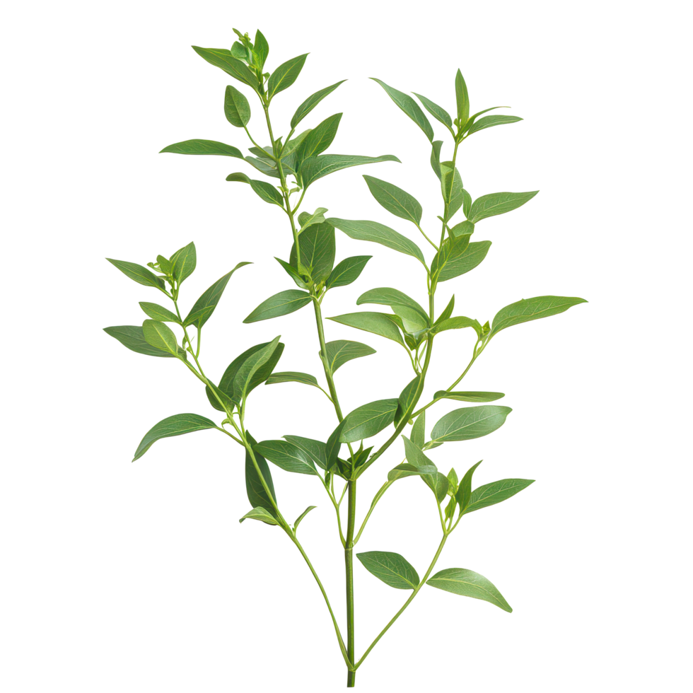 Andrographis paniculata plant isolated on a transparent background showing its green leaves and branches, Andrographis paniculata plant isolated on transparent background png