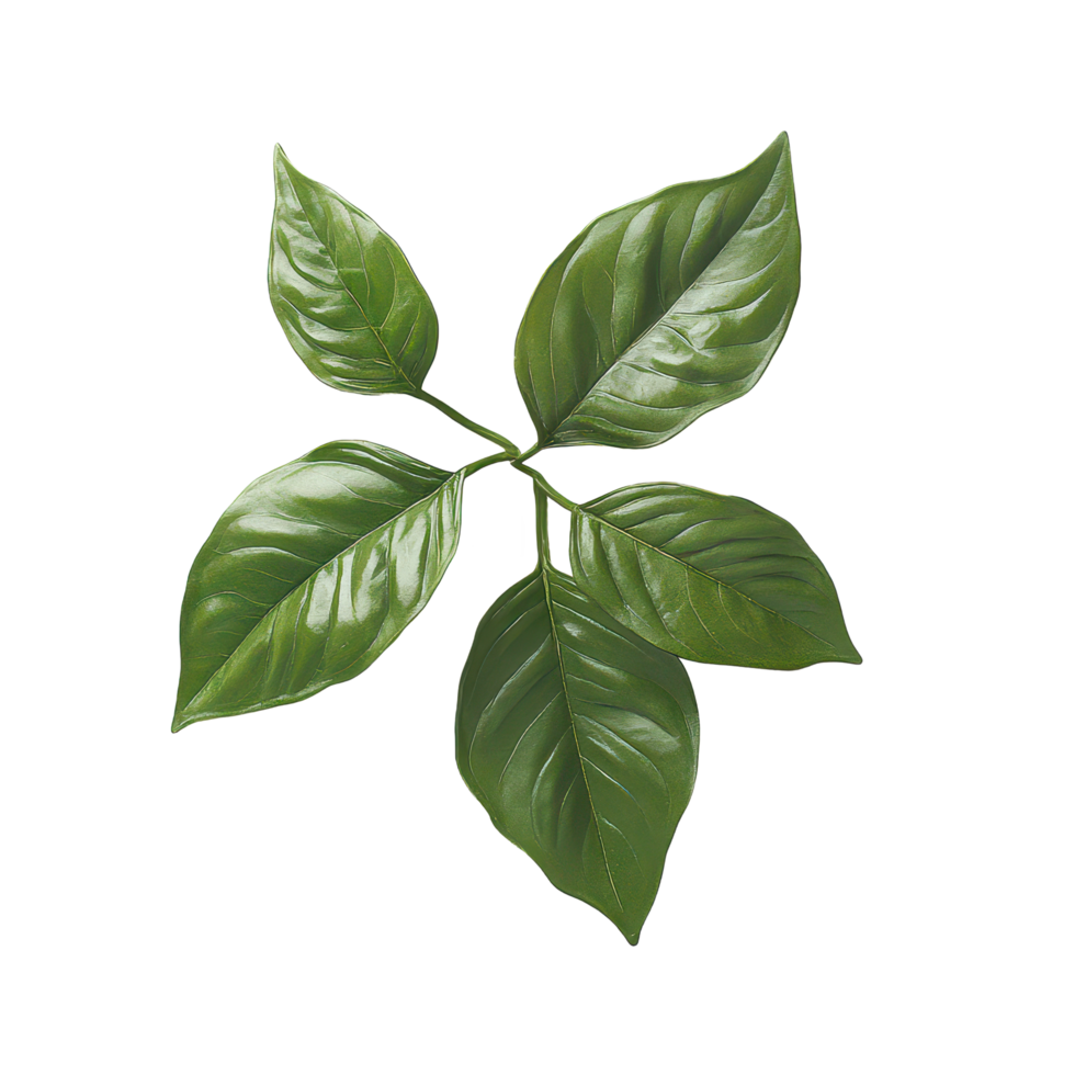 Fresh basil leaves isolated on a transparent background showcasing vibrant green color and lush texture, basilisolated on transparent background png