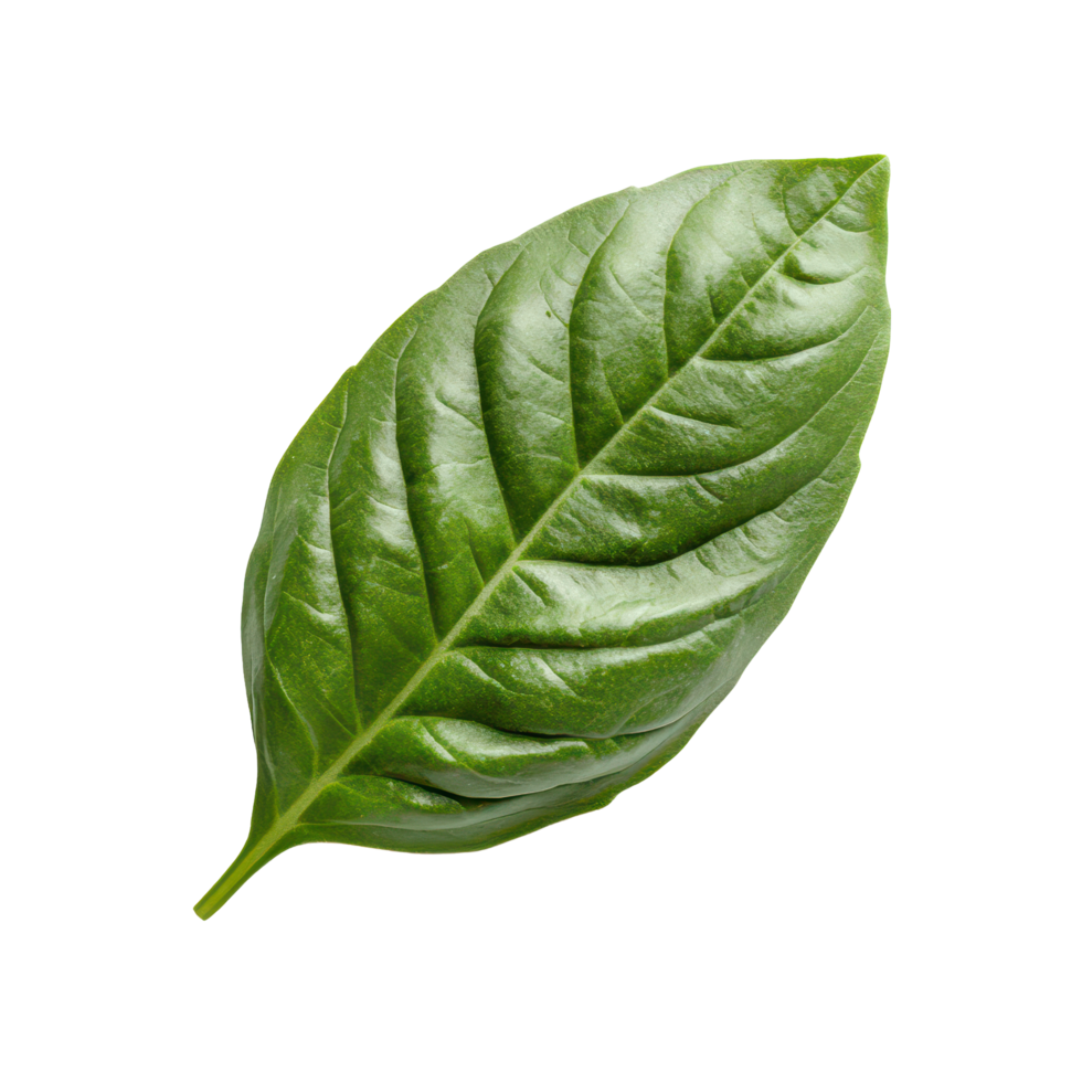 Fresh basil leaf isolated on a clean transparent background perfect for culinary uses and herbal remedies, basil leaf isolated on transparent background png
