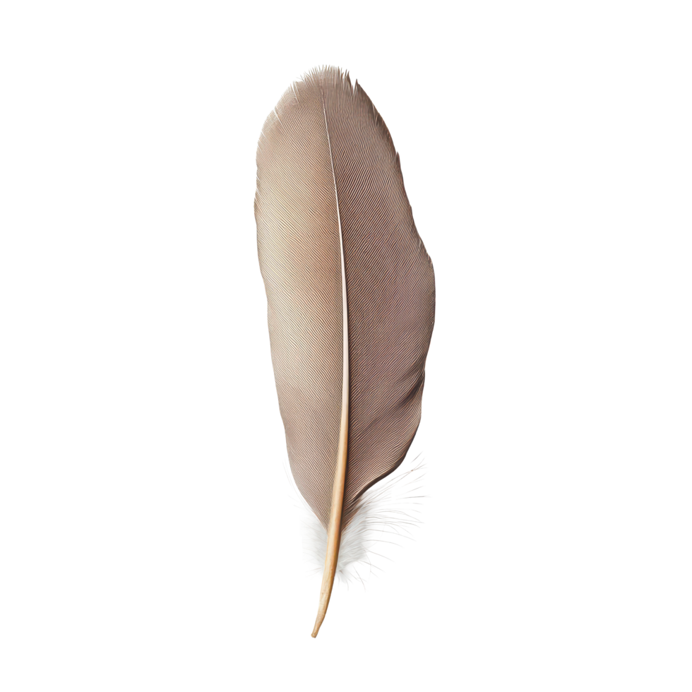 A single feather from a one brow bird placed against a bright transparent background illustrating natural beauty, A one brow bird feather, transparent background. png