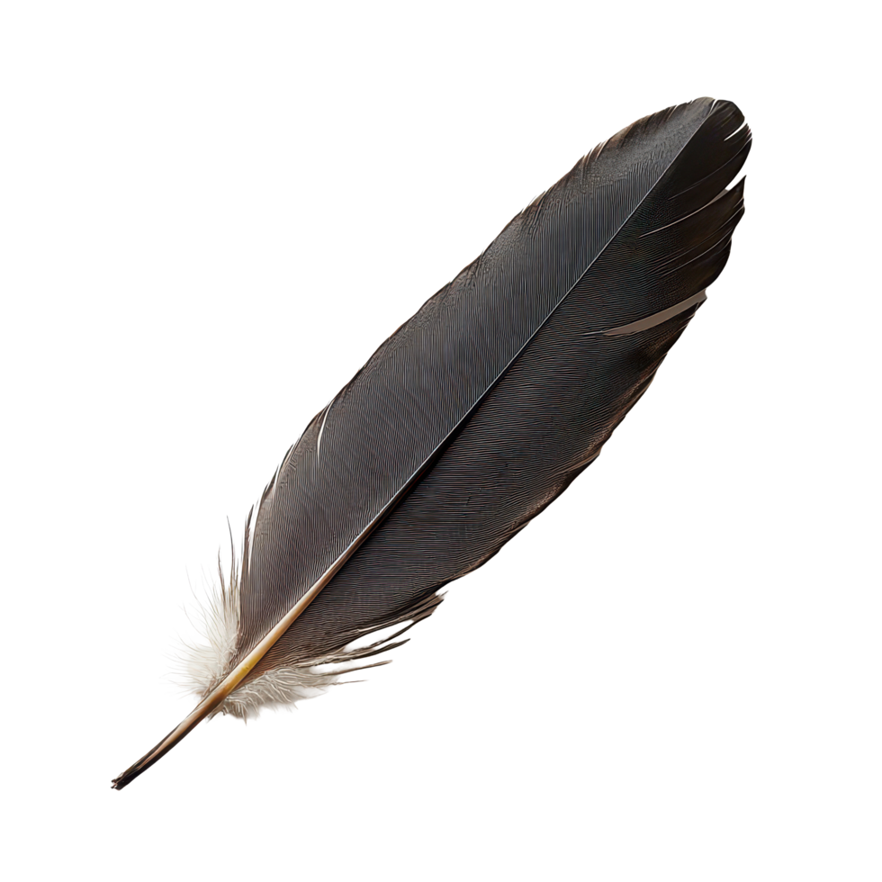 A single black feather resting on a transparent background showcasing its elegant structure and texture, A one brow bird feather, transparent background. png