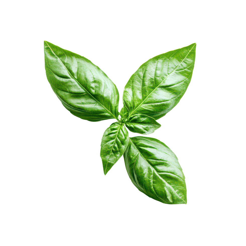 Fresh basil leaves isolated on a clean transparent background, showcasing their vibrant green color and texture, basil leafisolated on transparent background png
