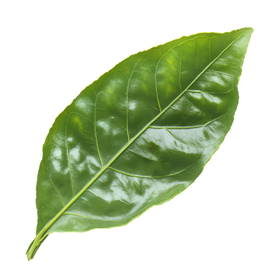 Bergamot leaf isolated against a transparent background showcasing its glossy texture and vibrant green color in detail, Bergamot leaf isolated on transparent background png