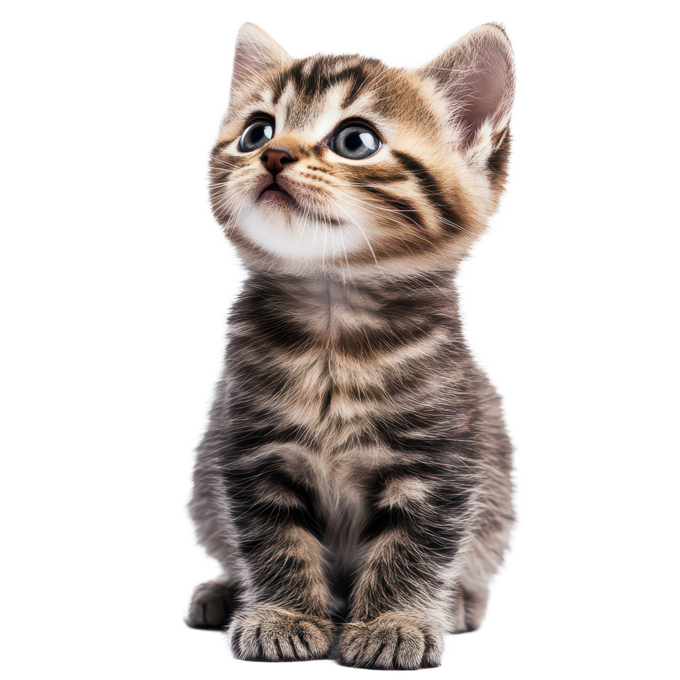 Curious baby cat gazing with wide eyes on a bright transparent background during daylight, baby cat isolated on transparent background png