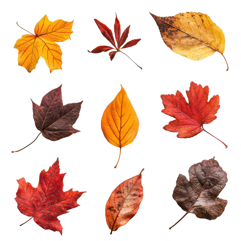 Colorful autumn leaves isolated on a clean transparent background showcasing fall's vibrant hues and unique shapes, autumn leaves isolated on transparent background png