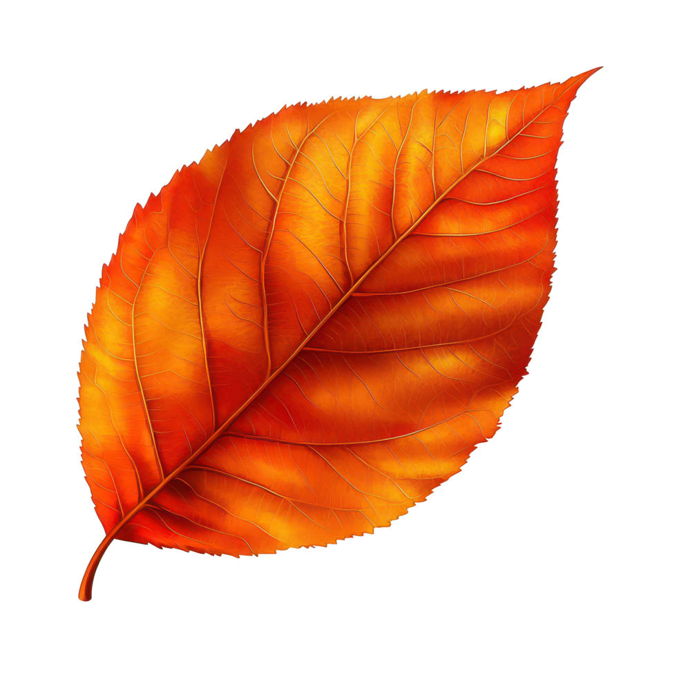 Vibrant autumn leaf in striking orange hue isolated on a bright transparent background capturing seasonal beauty, autumn leafisolated on transparent background png