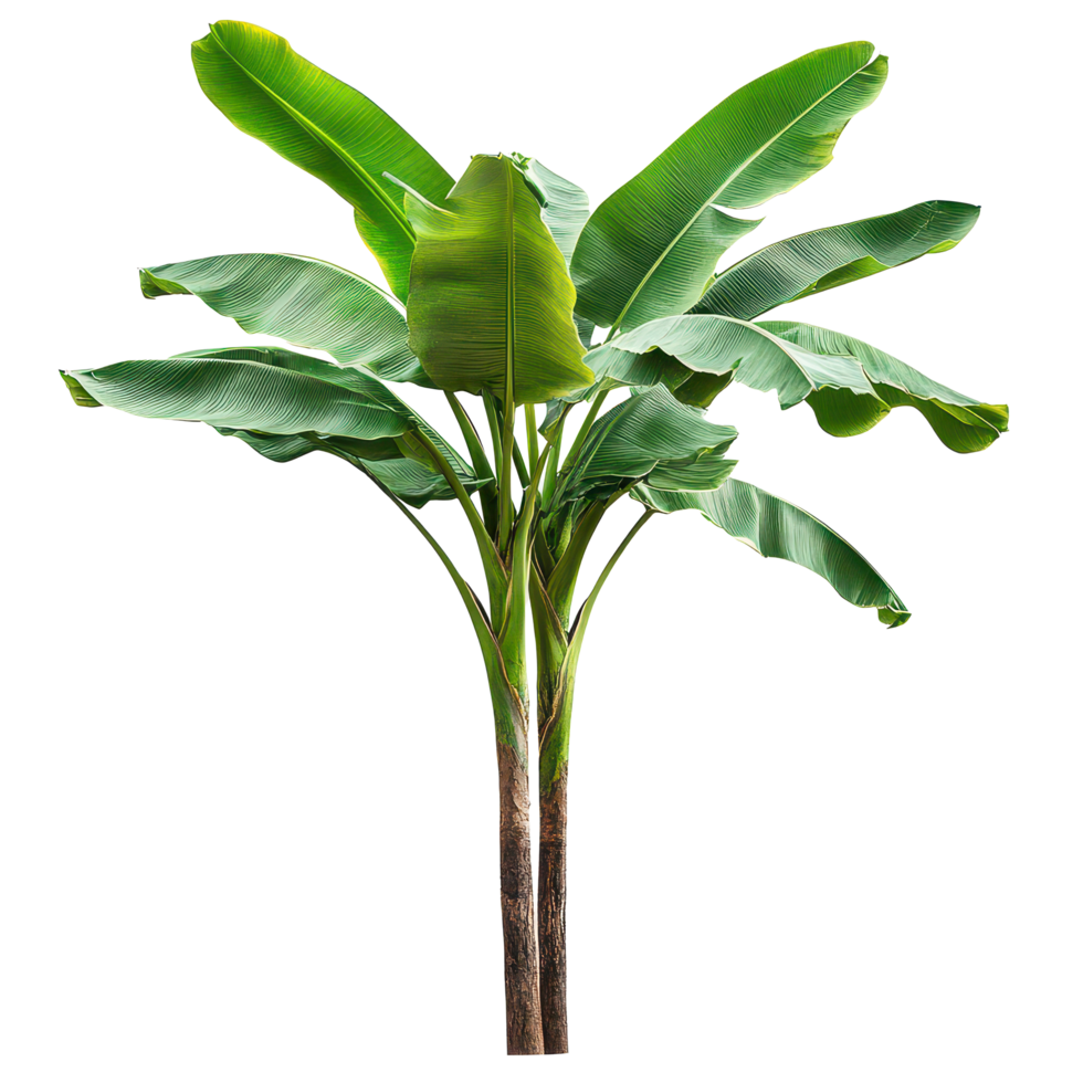 Real banana tree with lush green leaves displayed on a simple transparent background for clear visibility and presentation, Banana Tree on transparent background, real banana tree green leaf png