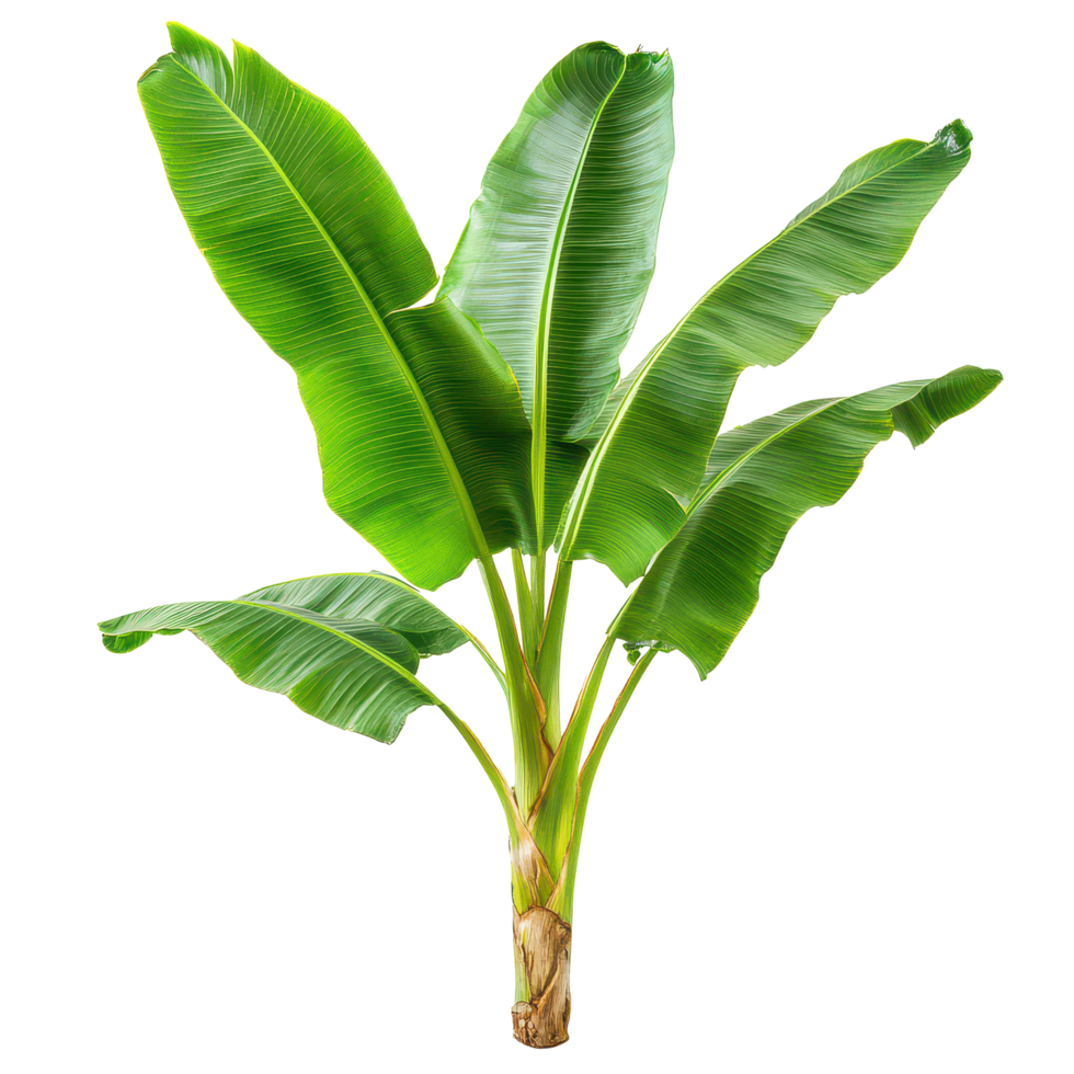 A vibrant banana tree with lush green leaves on a transparent background, highlighting its tropical charm, Banana Tree on transparent background, real banana tree green leaf isolate die cut file png