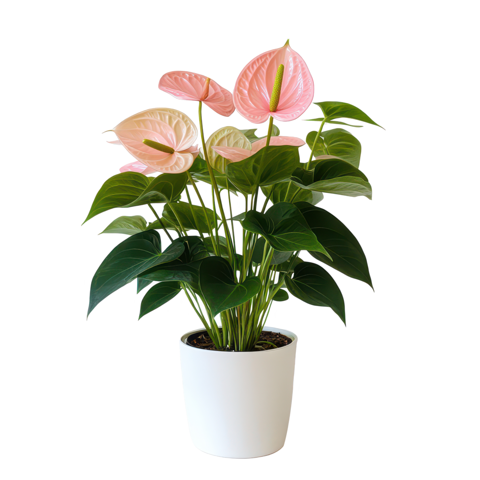 Anthurium plant with delicate pink blossoms against a clean backdrop, Anthurium plant transparent background png