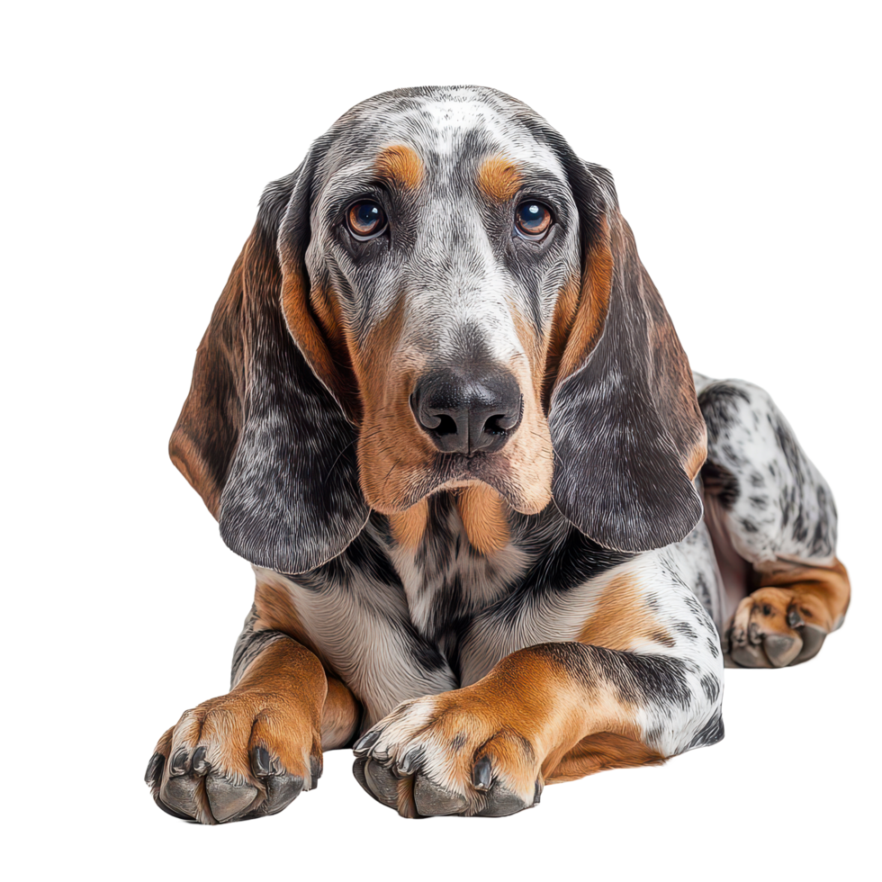 A strikingly beautiful Basset Hound relaxing on a clean transparent background, showcasing its unique coat and expressive face, Bas Hound dog on transparent background png