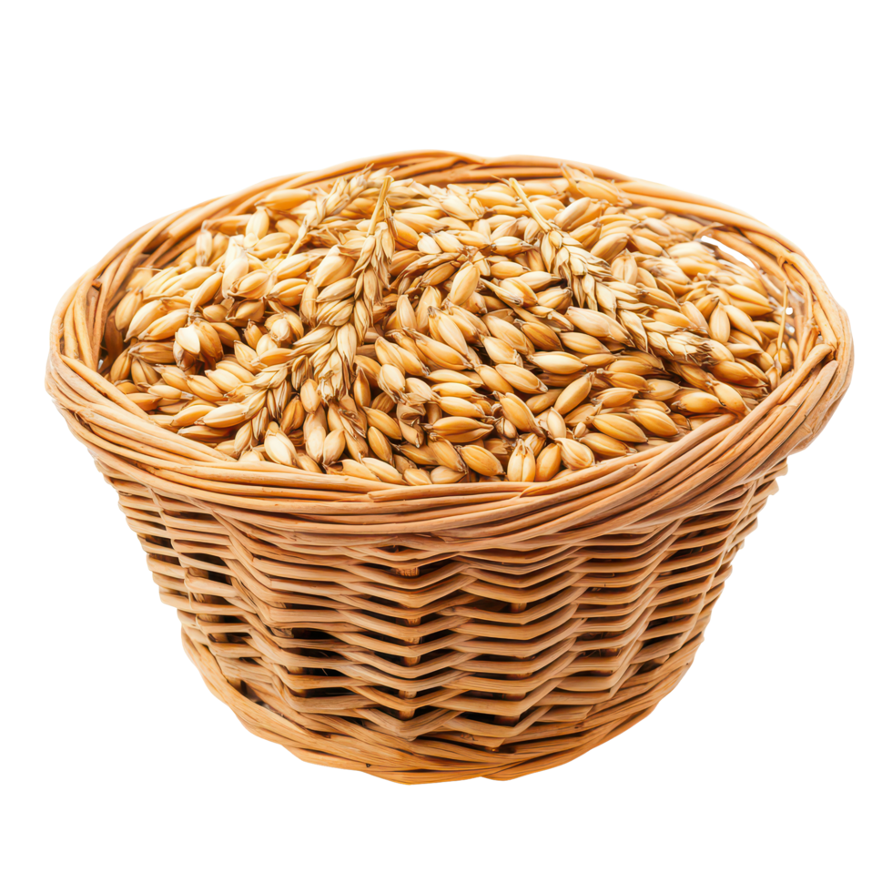 Fresh barley grains in a woven basket isolated on a transparent background for agricultural and culinary uses, Barley Grains in the basketisolated on transparent background png